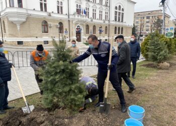 Primăria Suceava susține că va planta 150 de arbori pe raza municipiului, în această lună. Se vor planta și 40.000 de bulbi de lalele