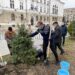 Primăria Suceava susține că va planta 150 de arbori pe raza municipiului, în această lună. Se vor planta și 40.000 de bulbi de lalele