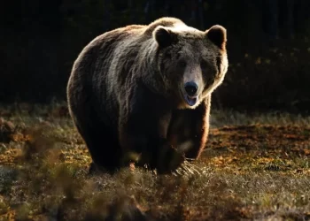 Un urs a răspândit panică în rândul localnicilor dintr-un sat din Poiana Stampei
