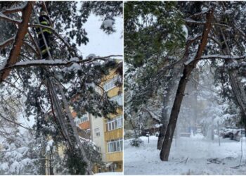 VIDEO Pompierii din municipiul Suceava au scuturat copacii acoperiți cu multă zăpadă, pentru a evita tăierea arborilor sănătoși