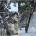 VIDEO Pompierii din municipiul Suceava au scuturat copacii acoperiți cu multă zăpadă, pentru a evita tăierea arborilor sănătoși