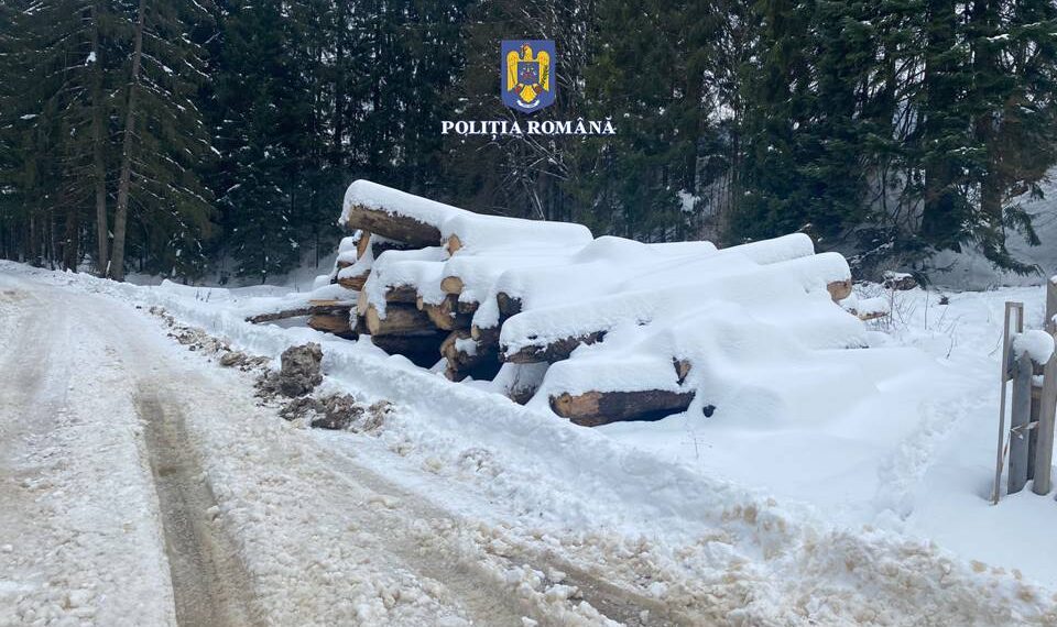 FOTO Polițiștii suceveni au confiscat 178 de metri cubi de material lemnos, în urma unor verificări efectuate pe raza localităților Vatra Dornei și Câmpulung Moldovenesc. Au fost aplicate 10 sancțiuni contravenționale în valoare totală de 56.000 de lei