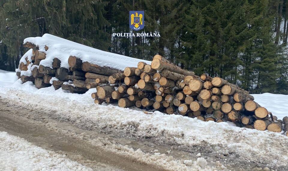 FOTO Polițiștii suceveni au confiscat 178 de metri cubi de material lemnos, în urma unor verificări efectuate pe raza localităților Vatra Dornei și Câmpulung Moldovenesc. Au fost aplicate 10 sancțiuni contravenționale în valoare totală de 56.000 de lei