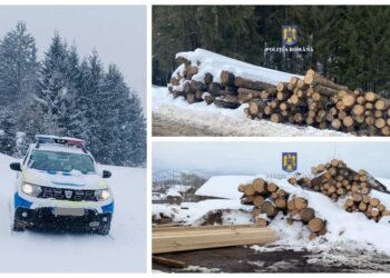 FOTO Polițiștii suceveni au confiscat 178 de metri cubi de material lemnos, în urma unor verificări efectuate pe raza localităților Vatra Dornei și Câmpulung Moldovenesc. Au fost aplicate 10 sancțiuni contravenționale în valoare totală de 56.000 de lei