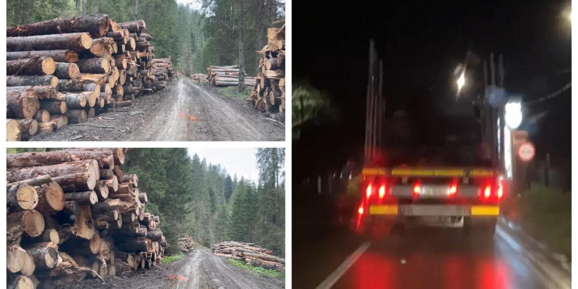 VIDEO Activistul de mediu Daniel Bodnar le-a servit polițiștilor suceveni încă un camion care transporta ilegal bușteni. Peste șapte metri cubi de material lemnos a fost confiscat