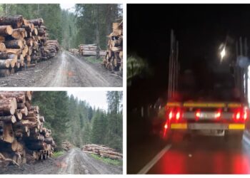 VIDEO Activistul de mediu Daniel Bodnar le-a servit polițiștilor suceveni încă un camion care transporta ilegal bușteni. Peste șapte metri cubi de material lemnos a fost confiscat