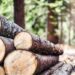 Doi indivizi din Dumbrăveni au fost reținuți în arestul IPJ Suceava pentru că au furat opt arbori dintr-o pădure administrată de Ocolul Silvic Adâncata