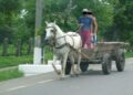 Amendă penală de 28.000 de lei pentru un căruțaș care l-a bătut zdravăn pe un motociclist, pe motiv că nu voia să îi restituie porcul