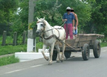 Amendă penală de 28.000 de lei pentru un căruțaș care l-a bătut zdravăn pe un motociclist, pe motiv că nu voia să îi restituie porcul