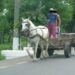 Amendă penală de 28.000 de lei pentru un căruțaș care l-a bătut zdravăn pe un motociclist, pe motiv că nu voia să îi restituie porcul