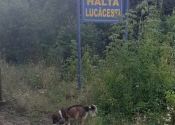 Halta din Suceava, unde trenul oprește doar pentru a fi hrăniți câțiva câini: ”Da, se întâmplă la noi, pe meleaguri bucovinene, cu oameni simpli, cu sufletul de aur”