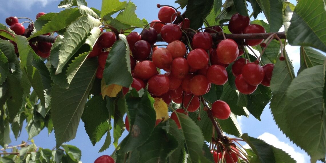 Un bărbat din Frasin a murit la cules de cireșe. Lângă trupul acestuia a fost găsită o creangă ruptă