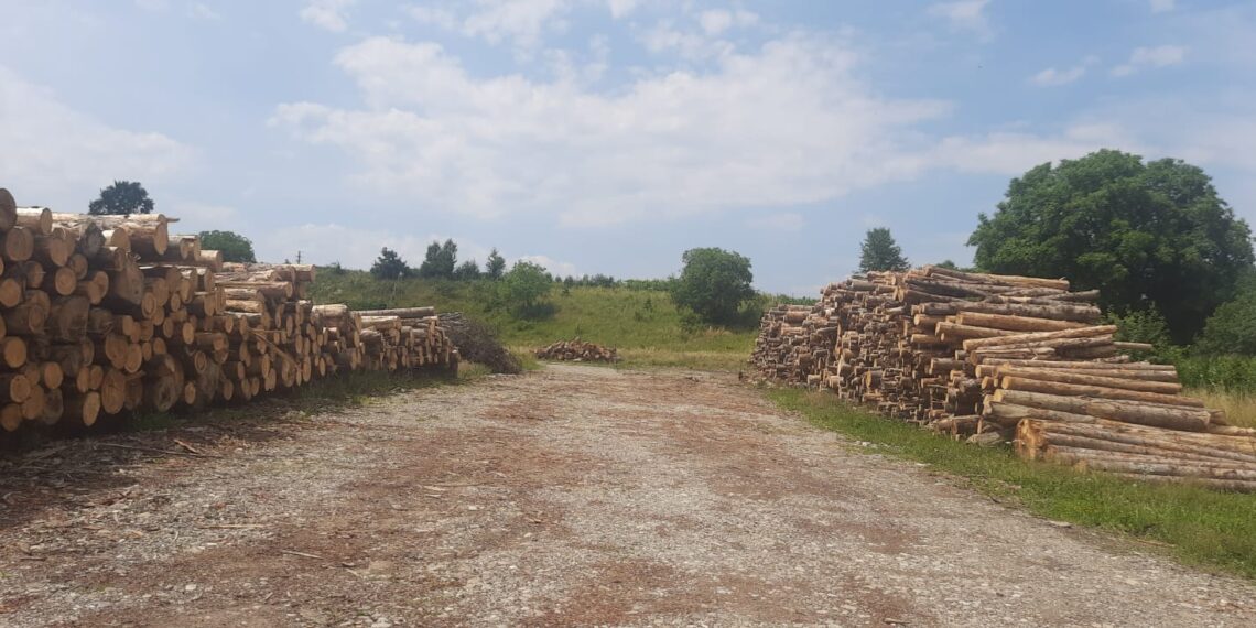 FOTO Polițiștii suceveni au confiscat peste 400 de metri cubi de material lemnos, în cadrul unei acțiuni pe linie silvică