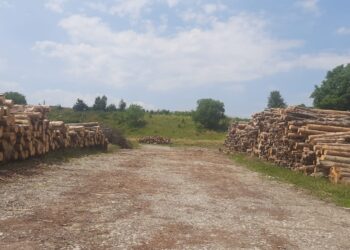 FOTO Polițiștii suceveni au confiscat peste 400 de metri cubi de material lemnos, în cadrul unei acțiuni pe linie silvică
