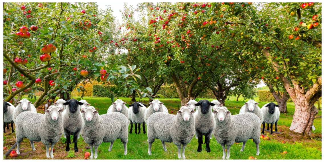 Polițiștii au fost solicitați pentru a calma spiritele în urma unui conflict rural, între proprietara unei livezi cu meri și păstorul unei turme de oi