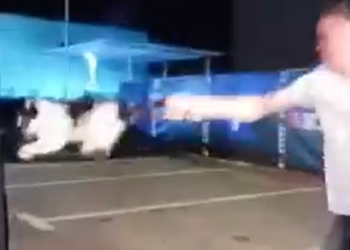 VIDEO Patru tineri sadici sunt cercetați pentru că s-au distrat chinuind o pisică