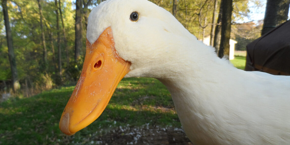 Doi soți din Dorna Arini au luat la palme o vecină pentru că și-ar fi scăpat rațele pe proprietatea agresorilor