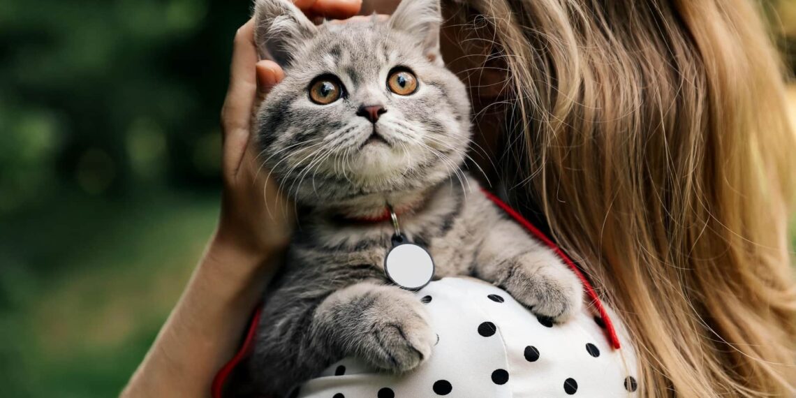 Toaletarea pisicii – iată cum o faci corect la tine acasă