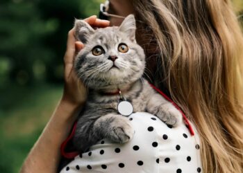 Toaletarea pisicii – iată cum o faci corect la tine acasă