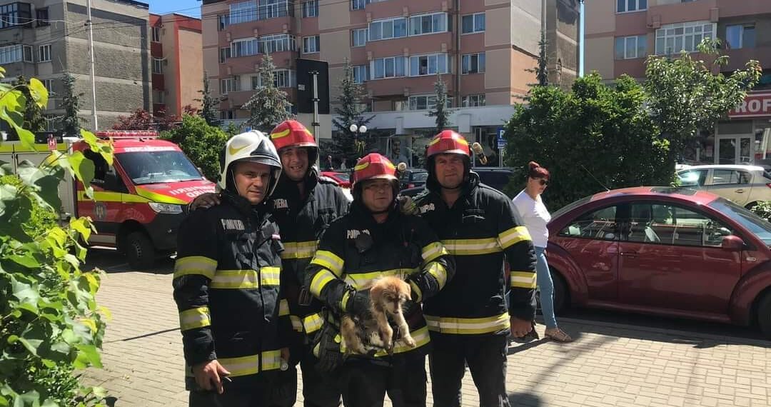 FOTO Pompierii militari au salvat un câine blocat într-o țeavă de scurgere de la demisolul policlinicii municipale din Câmpulung Moldovenesc: ”Scheunatul răsuna din ce în ce mai tare, iar taximetriștii care staționau în zonă s-au alarmat, auzindu-l pe bietul câine ‹cerșind› după ajutor