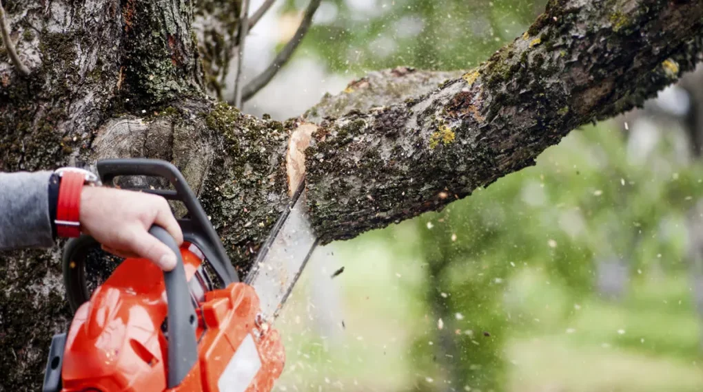 Un bărbat a fost condamnat la închisoare cu suspendare pentru că a tăiat trei arbori rupți și uscați, dintr-o pădure pe care soția sa ar fi moștenit-o
