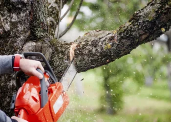 Un bărbat a fost condamnat la închisoare cu suspendare pentru că a tăiat trei arbori rupți și uscați, dintr-o pădure pe care soția sa ar fi moștenit-o