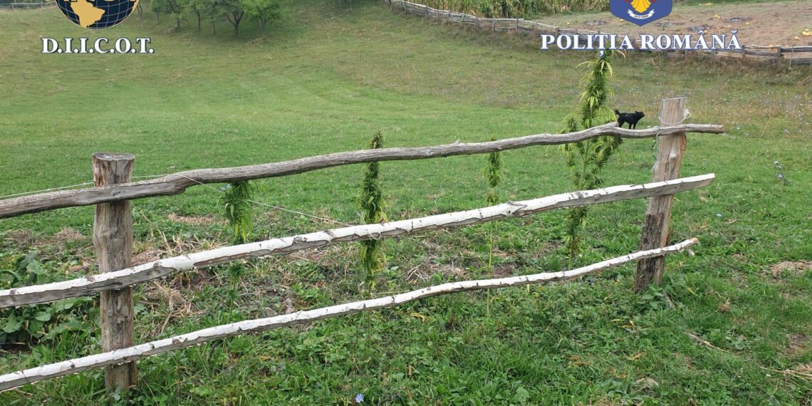 FOTO Doi indivizi au fost arestați preventiv pentru 30 de zile, într-un dosar de trafic de droguri. Aceștia au plantat câteva plante de canabis, printre buruieni