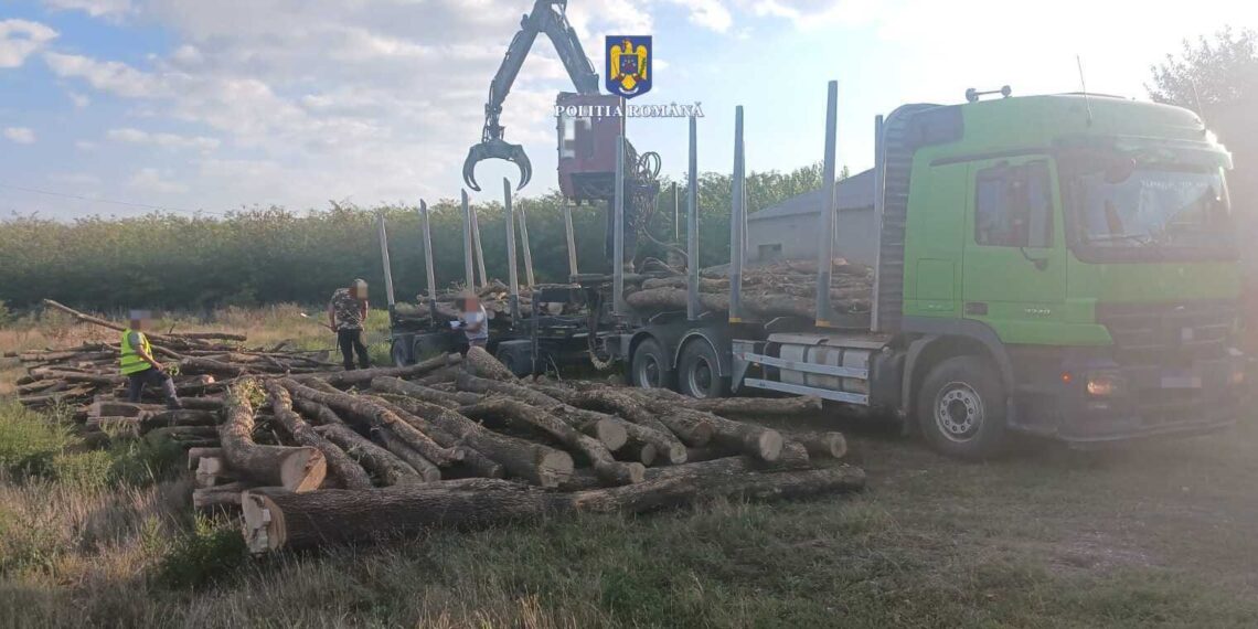 FOTO Polițiștii suceveni au confiscat aproape 200 de metri cubi de material lemnos, în urma unui control la un agent economic din domeniul silvic