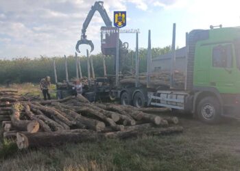 FOTO Polițiștii suceveni au confiscat aproape 200 de metri cubi de material lemnos, în urma unui control la un agent economic din domeniul silvic
