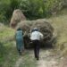 Un bărbat din Izvoarele Sucevei și-a bătut soția, după ce aceasta a deshămat calul de la căruță
