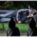 Trei ticăloși l-au călcat în picioare pe un bărbat care dormea pe o bancă, pentru 15 lei și un telefon ieftin. Unul dintre tâlhari a fost condamnat definitiv la peste patru ani de închisoare, iar ceilalți doi au scăpat basma curată