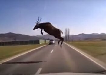 Accident mortal pe raza localității Cârlibaba, din cauza unui cerb. Un șofer s-a izbit cu autoutilitara într-un parapet, încercând să evite animalul