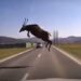 Accident mortal pe raza localității Cârlibaba, din cauza unui cerb. Un șofer s-a izbit cu autoutilitara într-un parapet, încercând să evite animalul