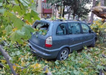 VIDEO Un copac a căzut peste trei mașini parcate pe strada Oituz din Suceava