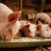 O femeie în vârstă de 90 de ani, din Vicovu de Sus, a murit la SCJU Iași, după ce și-a vărsat apă clocotită peste picioare, în timp ce pregătea hrana pentru porci, la finalul lunii august