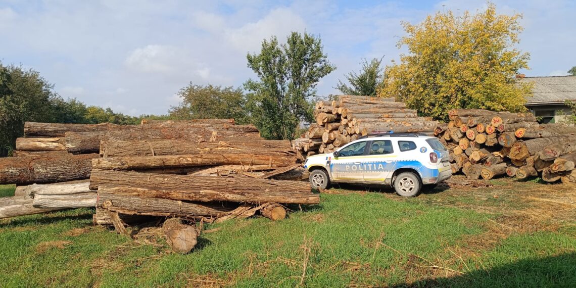 FOTO Polițiștii suceveni au confiscat peste 500 de metri cubi de lemn de la un gater din Liteni, după ce au luat la puricat punctele de lucru ale firmei