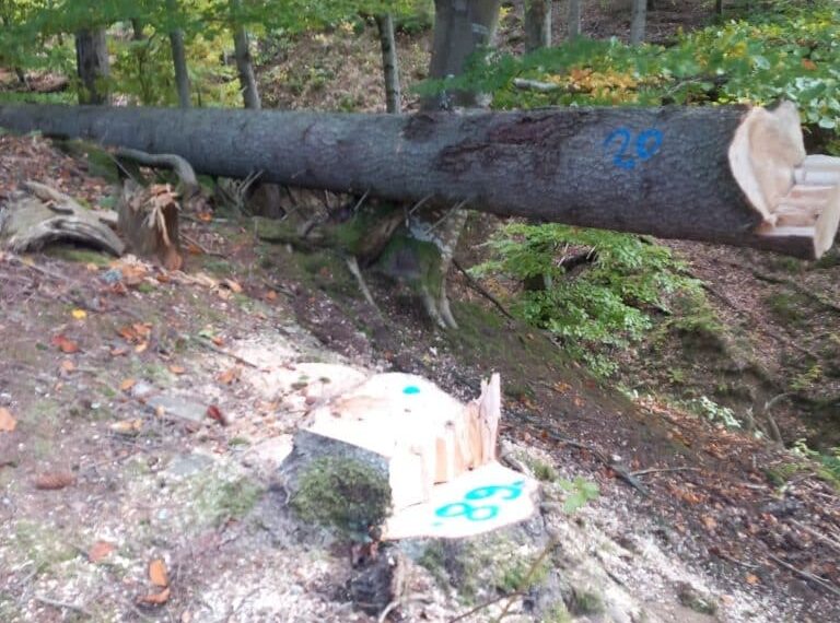 FOTO Garda Forestieră Suceava susține că a găsit 111 cioate provenite din tăieri ilegale de arbori, într-o pădure din comuna Vatra Moldoviței. Valoarea totală a prejudiciul este de circa 135.000 de lei
