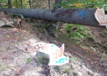 FOTO Garda Forestieră Suceava susține că a găsit 111 cioate provenite din tăieri ilegale de arbori, într-o pădure din comuna Vatra Moldoviței. Valoarea totală a prejudiciul este de circa 135.000 de lei
