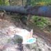 FOTO Garda Forestieră Suceava susține că a găsit 111 cioate provenite din tăieri ilegale de arbori, într-o pădure din comuna Vatra Moldoviței. Valoarea totală a prejudiciul este de circa 135.000 de lei