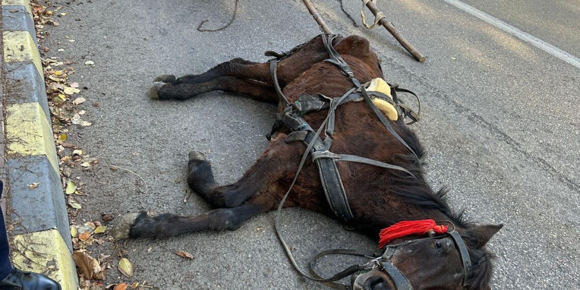 FOTO Un cal înhămat la o căruță încărcată cu circa 500 de kilograme de fier vechi a căzut lat pe o stradă din Burdujeni. Poliția Animalelor l-a confiscat: ”Proprietarul senin. N-are bani să-l trateze, nici remușcări. Dar l-a încovoiat până la agonie.”