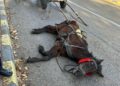 FOTO Un cal înhămat la o căruță încărcată cu circa 500 de kilograme de fier vechi a căzut lat pe o stradă din Burdujeni. Poliția Animalelor l-a confiscat: ”Proprietarul senin. N-are bani să-l trateze, nici remușcări. Dar l-a încovoiat până la agonie.”
