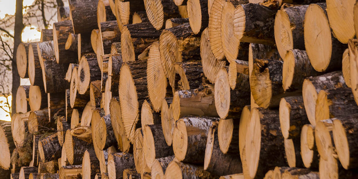 Un gater din Cârlibaba a fost amendat cu 16.000 de lei, în urma unui control. S-a constatat lipsa nejustificată din depozit a cantității de peste 150 mc de lemn rotund și aproape 50 mc de cherestea