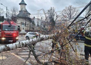 VIDEO Un copac a căzut pe strada din fața Teatrului ”Matei Vișniec”, din Suceava