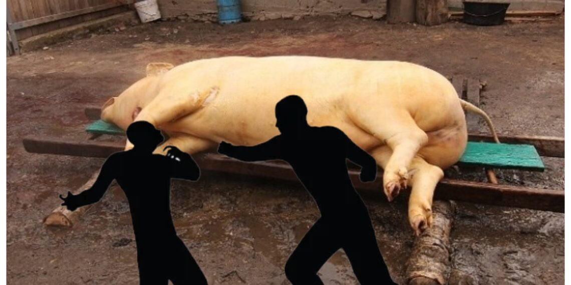 Un bărbat din Vicovu de Jos și-a bătut fiul, pe motiv că acesta și-ar bate joc de carnea porcului sacrificat