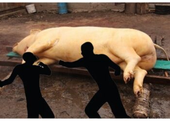 Un bărbat din Vicovu de Jos și-a bătut fiul, pe motiv că acesta și-ar bate joc de carnea porcului sacrificat