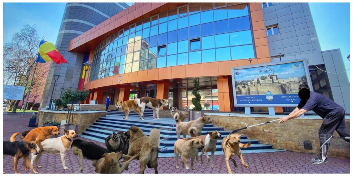 Primăria municipiului Suceava declară război câinilor fără stăpân, de pe străzile municipiului reședință de județ. Municipalitatea plătește peste 300.000 de lei pentru capturarea și transportul acestora la adăpost