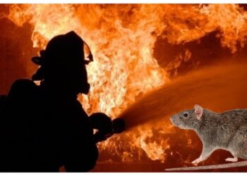 Un cuplu de amăriți a scăpat necondamnat, după ce a distrus două locuințe cu o candelă improvizată dintr-o doză de bere și o cârpă, lăsată să ardă pe timp de noapte. Aceștia dau vina pe șobolani că ar fi răsturnat improvizația pe covor. Cei doi sunt obligați să-i plătească unei vecine aproape 100.000 de lei