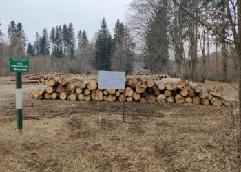 FOTO Garda de Mediu Suceava a aplicat amenzi în valoare totală de 32.000 de lei, după ce a efectuat 34 de controale în fondul forestier și la operatorii economici care se ocupă de exploatări forestiere