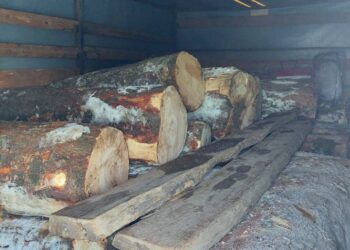 FOTO Polițiștii din Marginea au confiscat lemn de esență rară, în valoare de circa 20.000 de lei, utilizat de meșterii lutieri pentru confecționarea instrumentelor muzicale