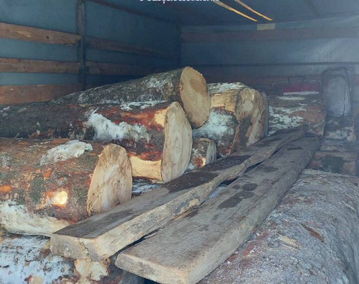FOTO Polițiștii din Marginea au confiscat lemn de esență rară, în valoare de circa 20.000 de lei, utilizat de meșterii lutieri pentru confecționarea instrumentelor muzicale